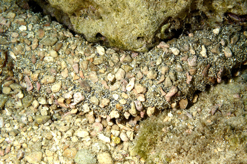Holothuria poli - esemplare ricoperto da detriti